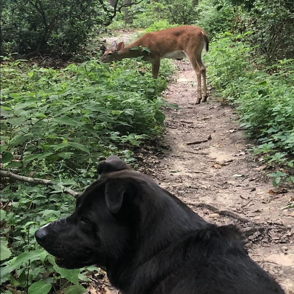 🎀 TOP 10% Seller, Mentor, Sharer, Ambassador! - Picture 4 of 9